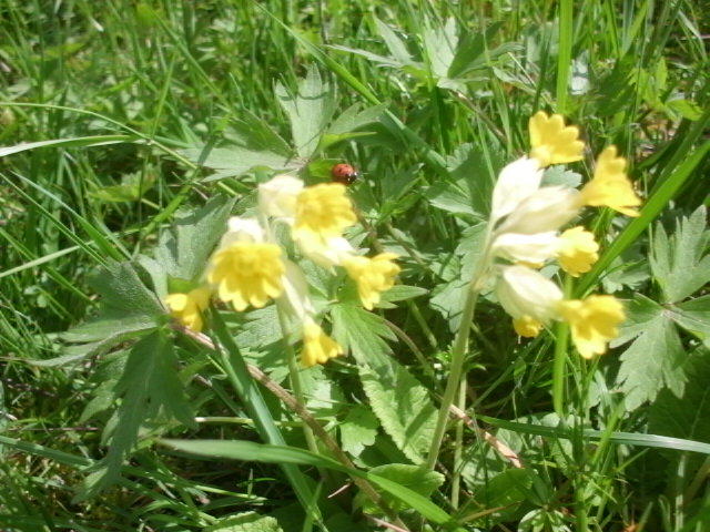 primula